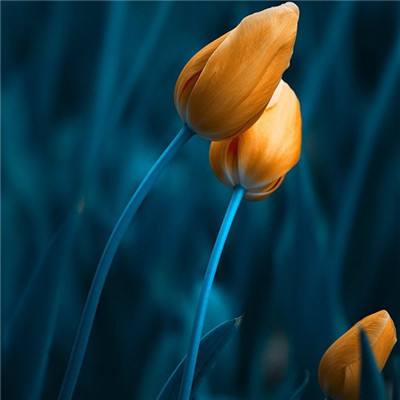 澳门黄金城下载手机版